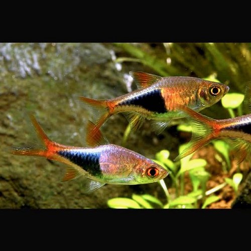 Rasbora heteromorpha - Keilfleckrasbora