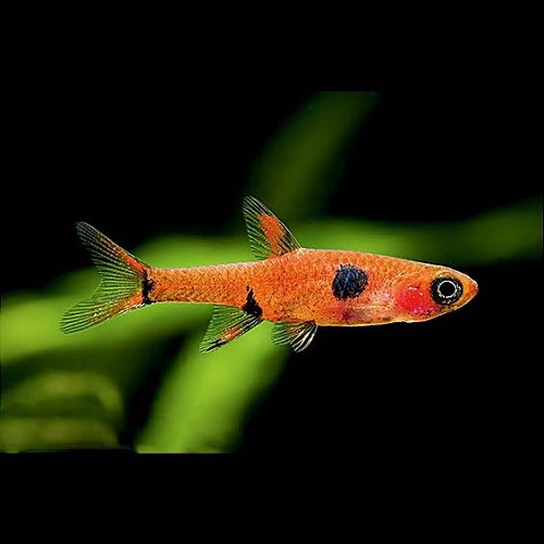 Rasbora maculata, Boraras maculatus - Zwergbärbling