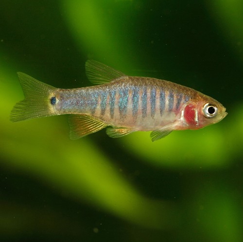 Emerald microrasbora erythromicron - Querstreifen zwergbärbling