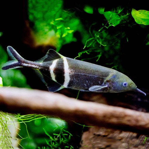 Gnathonemus petersii M - Elefanten Rüsselfisch