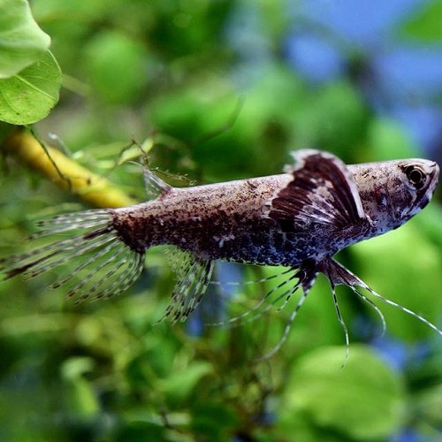 Pantodon buchholzi L - Schmetterlingsfisch
