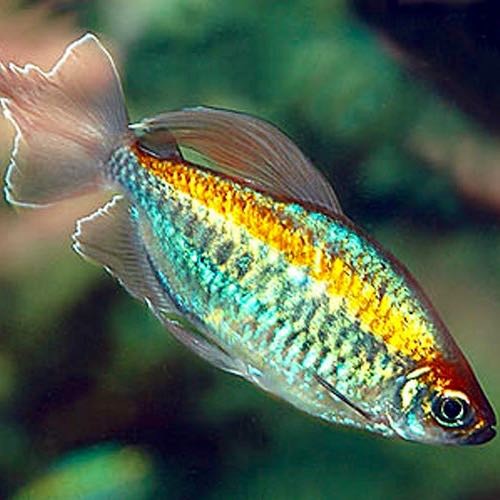 Phenacogrammus interruptes  -  Blauer kongosalmler