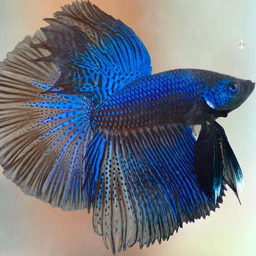 Betta splendens - Siamesischer kampffisch männlich halfmoon XL