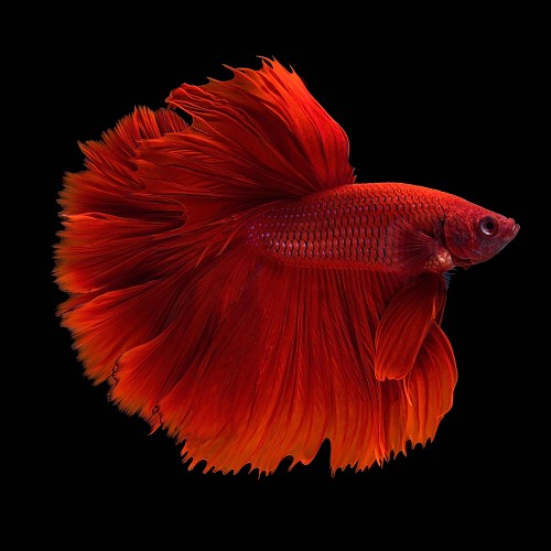 Betta splendens - Siamesischer kampffisch männlich halfmoon XL
