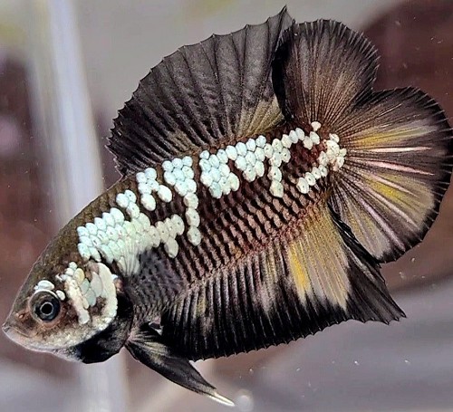 Betta splendens samurai double tail