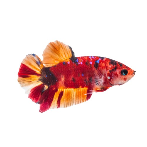 Marble plakat betta koi - Plakat Koi Kampffisch XL