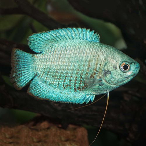 Colisa lalia neon - Zwergfadenfisch neon L