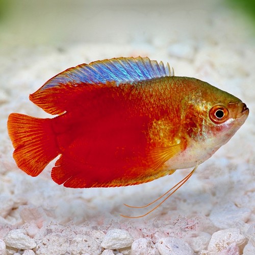 Colisa lalia red - Zwergfadenfisch rot L