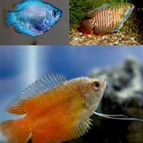 Colisa lalia mix - Zwergfadenfisch mischung L