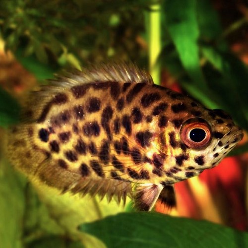 Ctenopoma acutirostre - Gefleckter Buschfisch SM