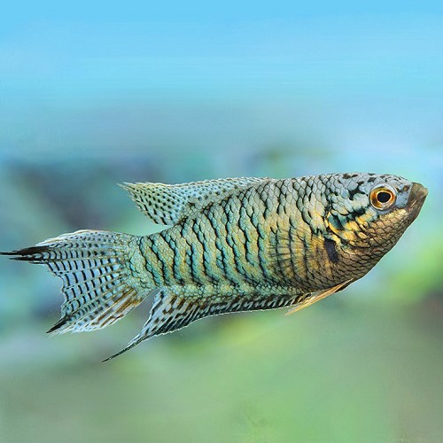 Macropodus opercularis - Paradiesfisch tiger