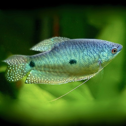 Trichogaster trichopterus sumatranus - Blauer fadenfisch