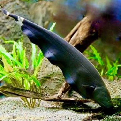 Apteronotus albifrons   Zwarte geest XXL