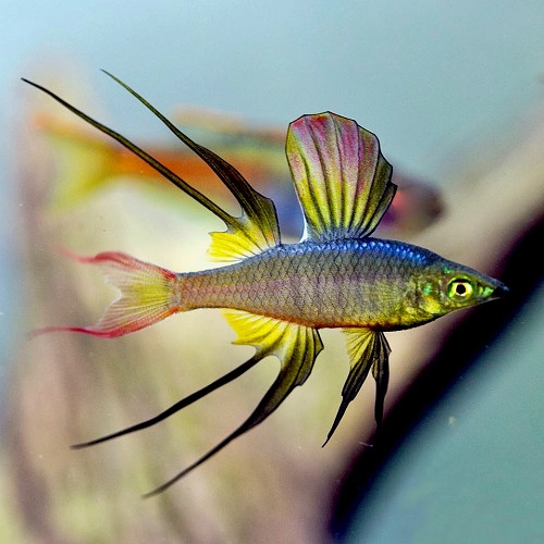 Iriatherina werneri - Filigran-Regenbogenfisch M