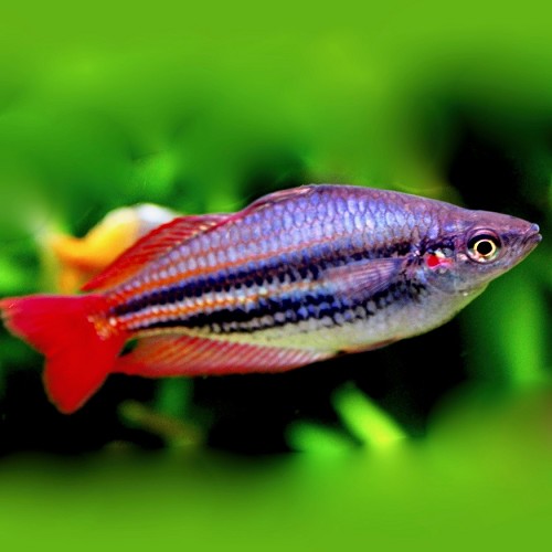 Melanotaenia australis - Westlicher Regenbogenfisch L