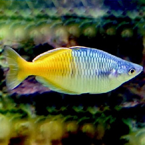 Melanotaenia boesemani -  Boesemans regenbogenfisch M
