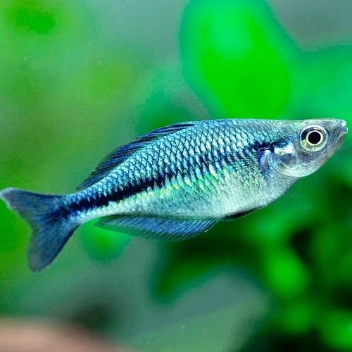 Melanotaenia lacustris - Kutubu regenbogenfisch M