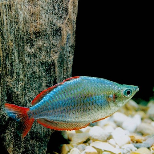 Melanotaenia preacox - Diamant regenbogenfisch
