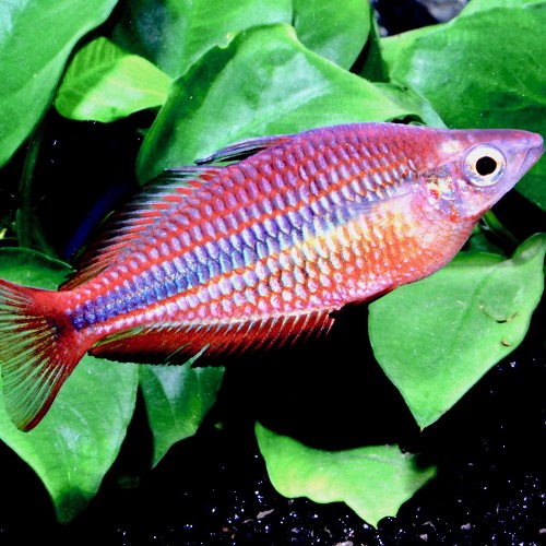 Melanotaenia trifasciata - Dreistreifen Regenbogenfisch M