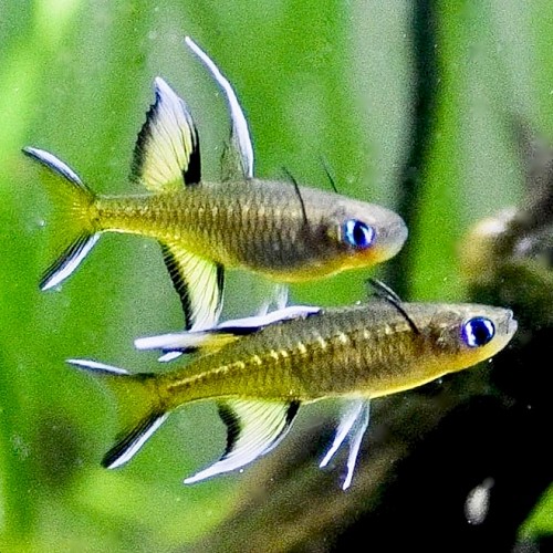 Pseudomugil signifer - Celebes-Ährenfisch M