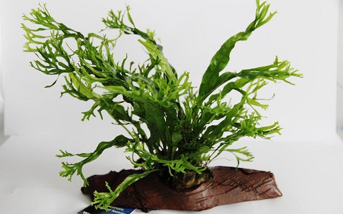 Microsorium crisped leaves - kleiner Javafarn auf steinholz S