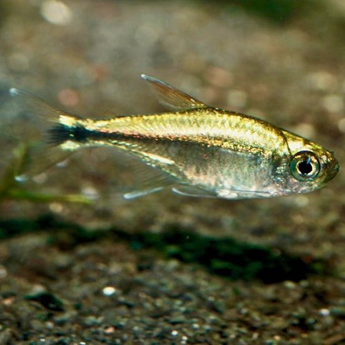 Hemigrammus rodwayi  - Tetra gold