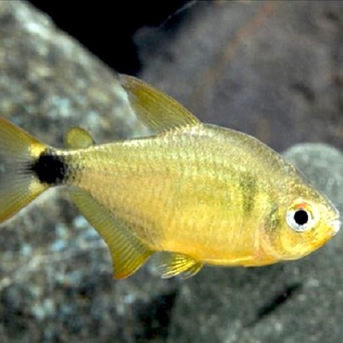 Hyphessobrycon loweae - Kitty tetra M