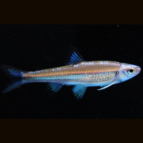 Notropis chrosomus - Regenbogenelritze
