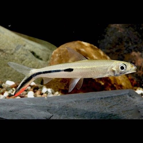 Hemiodus gracilis - Rotschwanz Federsalmler  M (7 cm)