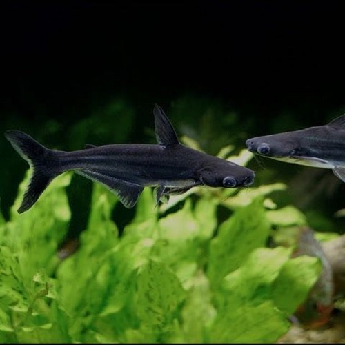 Pang.hypophthalmus   Blauwe haai SM