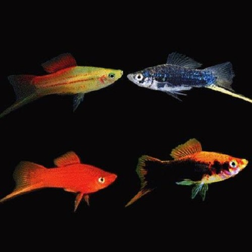 Xiphophorus helleri mixed color - Streifenschwertträger gemischte farben ML