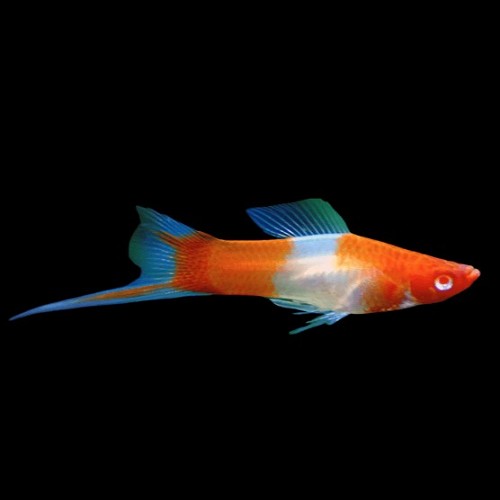 Xiphophorus helleri  kohaku - Streifenschwertträger koi M