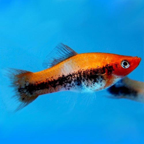 Xiphophorus helleri tricolor - Streifenschwertträger tricolor ML