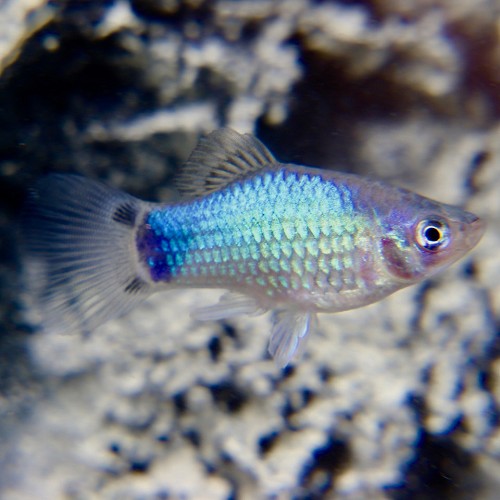 Xiphophorus maculatus - Platy blau M