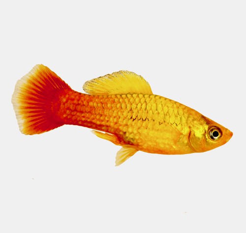 Xiphophorus maculatus - Platy schokolade M