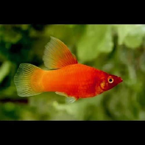 Xiphophorus maculatus - Platy hohe flosse M