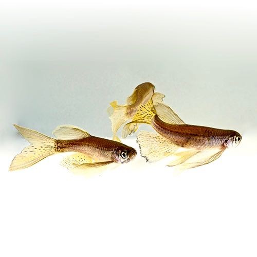 Brachydanio frankei lyretail - Schleier leopard danio L	