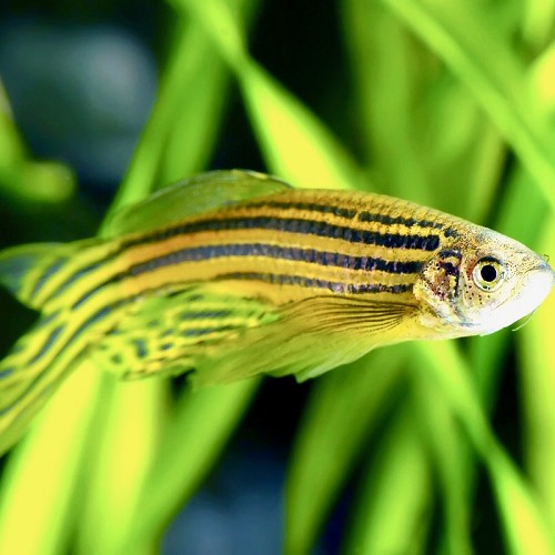 Brachydanio rerio lyretail - Schleier zebrabarbe L