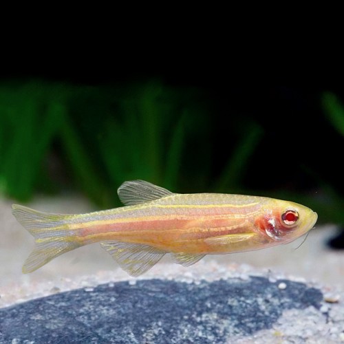 Brachydanio rerio - Zebrabarbe albino