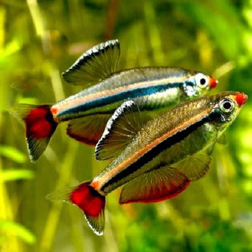 Tanichthys albonubes - Kardinalfisch M