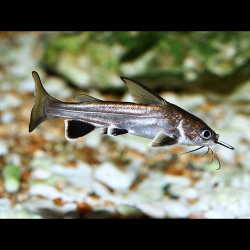 Arias jordani - Minihai schwarz ML
