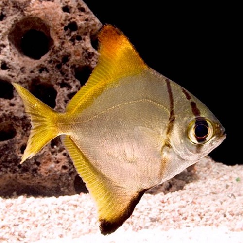 Monodactylus argenteus - Silberflossenblatt L