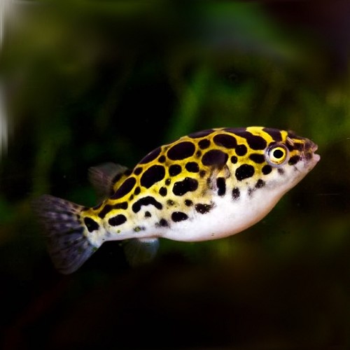 Tetraodon biocellatus, Tetraodon fluviatilis - Grüner Kugelfisch L (5-6 cm)