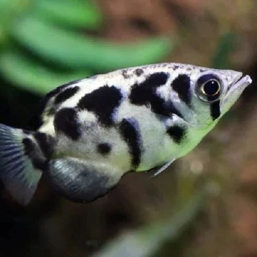 Toxotes blythii - Leopard Schützenfisch ML