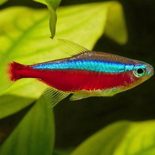 Paracheirodon axelrodi - Roter neon (nachzucht)