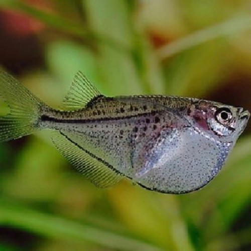 Gasteropelecus sternicla - Silberbeilbauchfisch