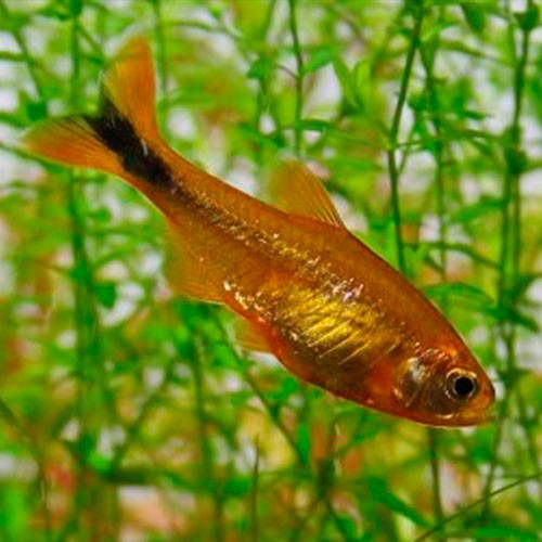 Hasemania nana - Kupfersalmler M