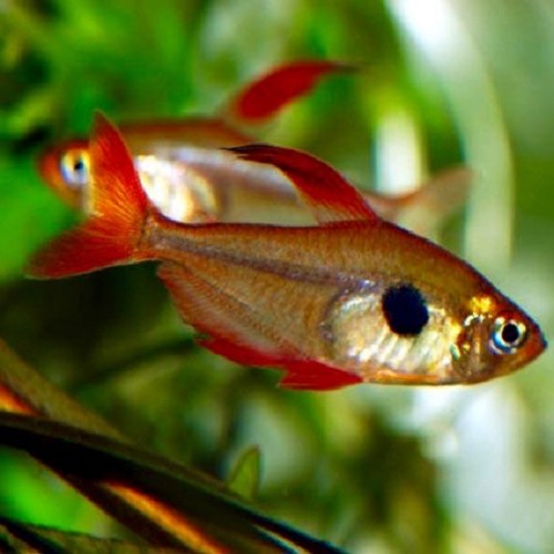 Megalamph.sweglesi-Rode fantoomzalm 2,8