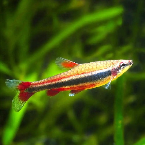 Nannostomus beckfordi - Längsbandziersalmler M
