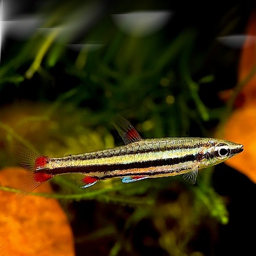 Nannostomus trifaciatus - Zepelins